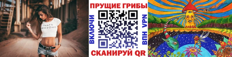 Купить закладки  Туймазы  Галлюциногенные грибы Cubensis 